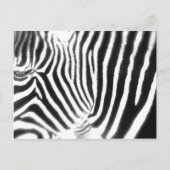 Zebra Postcard Postkarte (Vorderseite)