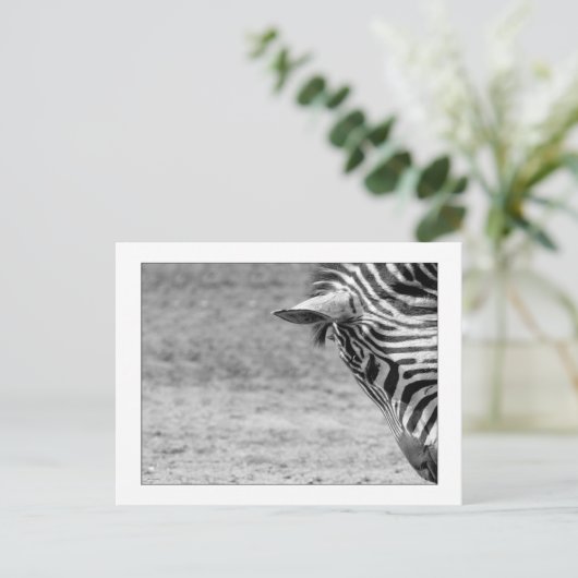 Zebra Postcard Postkarte (Stehend Vorderseite)