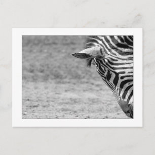 Zebra Postcard Postkarte