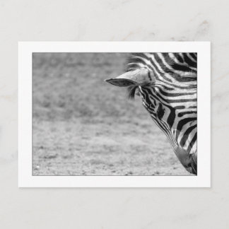 Zebra Postcard Postkarte
