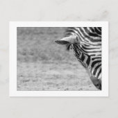 Zebra Postcard Postkarte (Vorderseite)