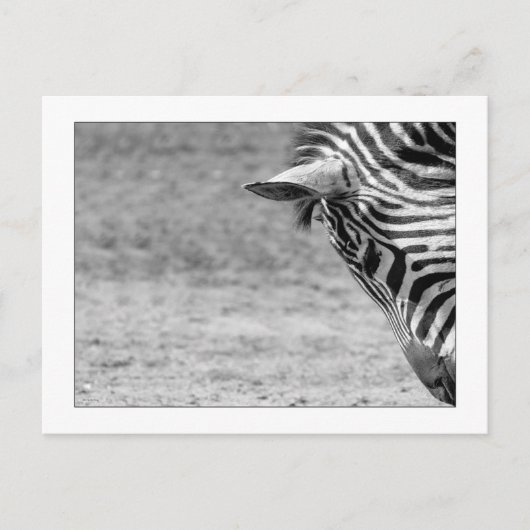 Zebra Postcard Postkarte (Vorderseite)