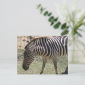Zebra Postcard Postkarte (Stehend Vorderseite)