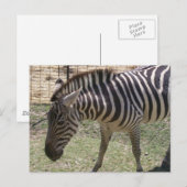 Zebra Postcard Postkarte (Vorne/Hinten)