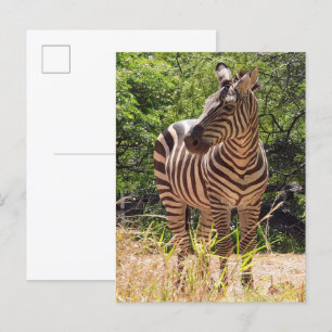 Zebra Postcard Postkarte