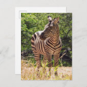 Zebra Postcard Postkarte (Vorne/Hinten)