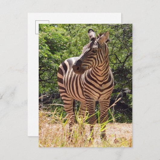 Zebra Postcard Postkarte (Vorne/Hinten)