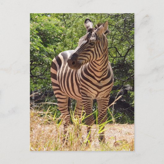 Zebra Postcard Postkarte (Vorderseite)