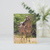 Zebra Postcard Postkarte (Stehend Vorderseite)