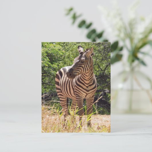 Zebra Postcard Postkarte (Stehend Vorderseite)