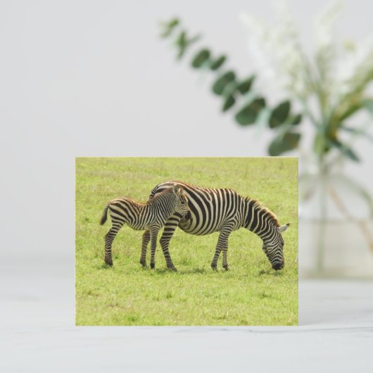 Zebra Postcard Postkarte (Stehend Vorderseite)