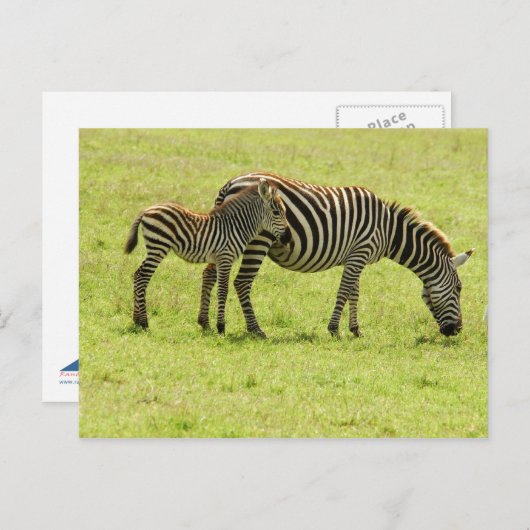 Zebra Postcard Postkarte (Vorne/Hinten)