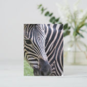 Zebra Postcard Postkarte (Stehend Vorderseite)