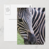 Zebra Postcard Postkarte (Vorne/Hinten)