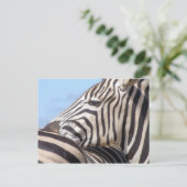 Zebra Postcard Postkarte (Stehend Vorderseite)