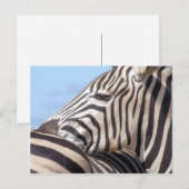 Zebra Postcard Postkarte (Vorne/Hinten)
