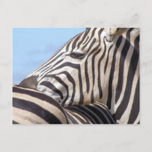 Zebra Postcard Postkarte