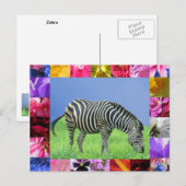 Zebra Postcard Postkarte (Vorne/Hinten)