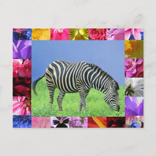 Zebra Postcard Postkarte (Vorderseite)