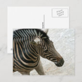Zebra Postcard Postkarte (Vorne/Hinten)