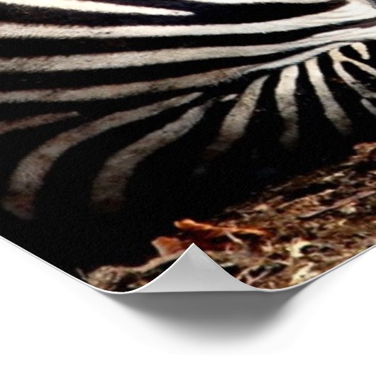 Zebra Poster (Ecke)