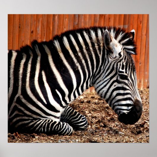 Zebra Poster (Vorne)