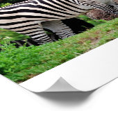 Zebra Poster (Ecke)