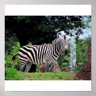 Zebra Poster