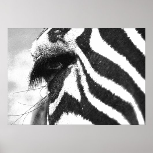 ZEBRA POSTER (Vorne)