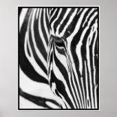 Zebra Poster (Vorne)