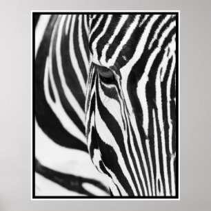 Zebra Poster