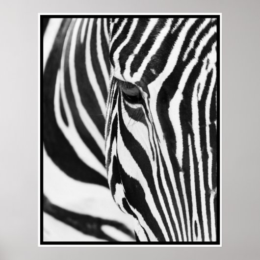 Zebra Poster (Vorne)