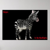 Zebra Poster (Vorne)