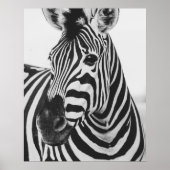 Zebra Poster (Vorne)