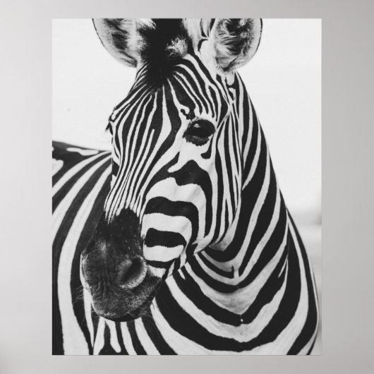 Zebra Poster (Vorne)