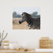 Zebra Poster (Küche)