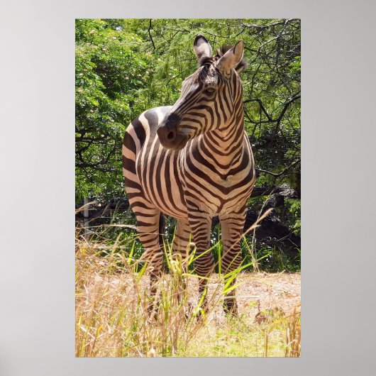 Zebra Poster (Vorne)