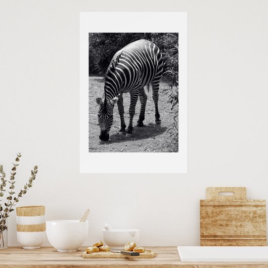 Zebra Poster (Küche)