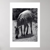 Zebra Poster (Vorne)