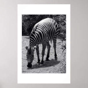 Zebra Poster