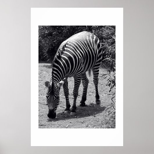 Zebra Poster (Vorne)