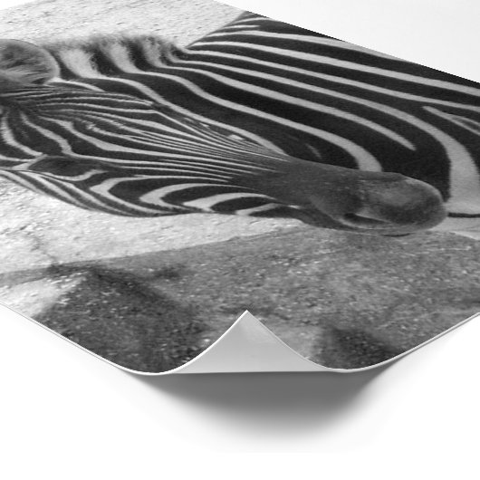 Zebra Poster (Ecke)