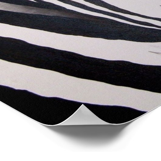 Zebra Poster (Ecke)