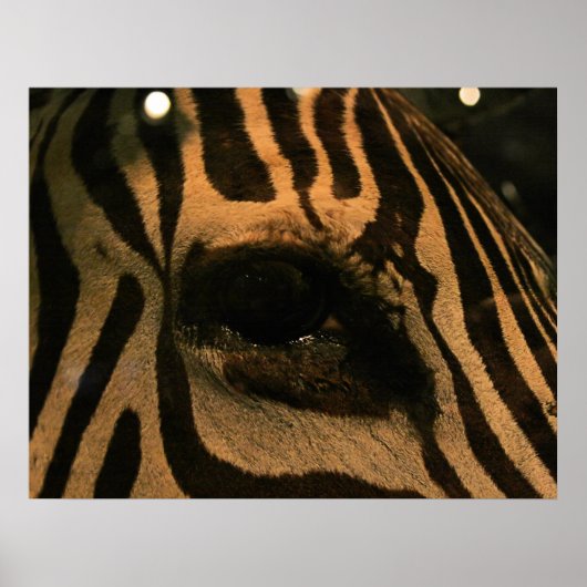 Zebra Poster (Vorne)