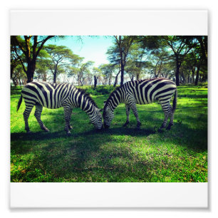 Zebra Poster für Afrika Liebhaber