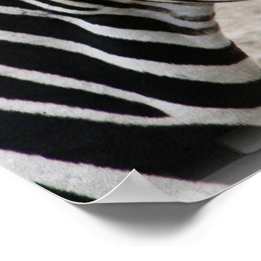 Zebra Poster lächeln (Ecke)