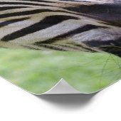 Zebra Poster Print (Ecke)