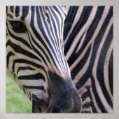 Zebra Poster Print (Vorne)