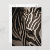 Zebra Postkarte (Vorne/Hinten)