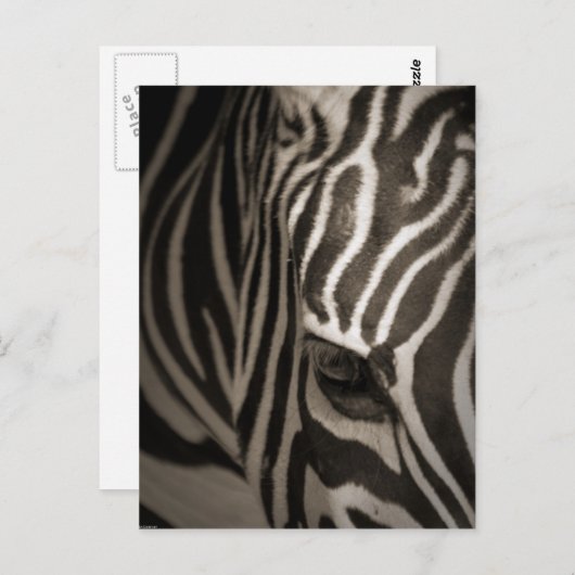 Zebra Postkarte (Vorne/Hinten)